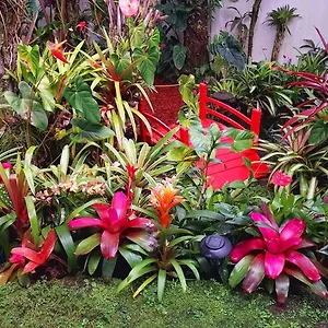 https://anthurium-hale.hotelsinhawaii.org